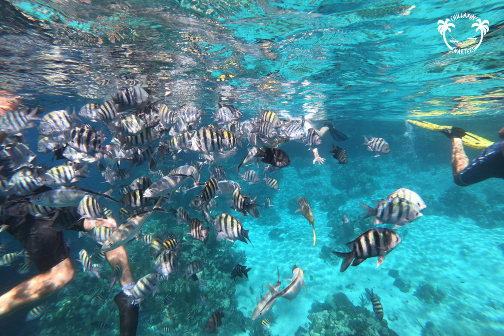 snorkeling fish BVI